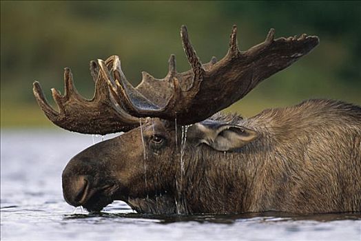 驼鹿,美洲驼鹿,雄性动物,水,滴下,鹿角,进食,结冰,壶,水塘,德纳利国家公园和自然保护区,阿拉斯加
