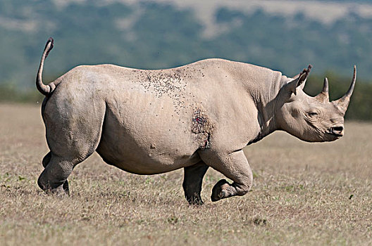 黑犀牛,禁猎区,肯尼亚