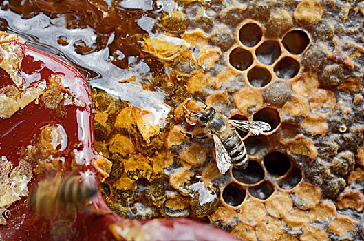 蜂蜜,蜜蜂,啃,蜂巢,泄漏,蜡,盖子