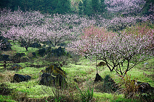 桃花景色