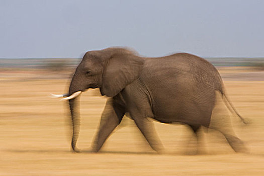 非洲象,博茨瓦纳