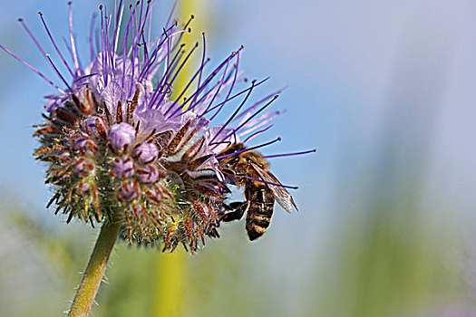 蜜蜂,紫花,巴登符腾堡,德国,欧洲