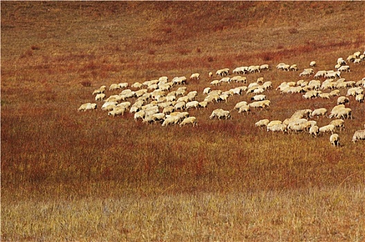 绵羊,草地