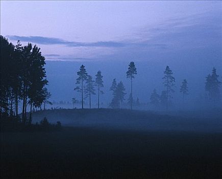 雾状,树林,黄昏