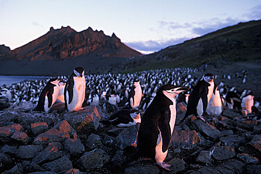 南极,利文斯顿,岛屿,夕阳,帽带企鹅,南极企鹅,拥挤,栖息地