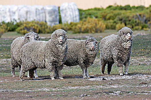 家羊,美利奴羊,四个,成年,智利,南美