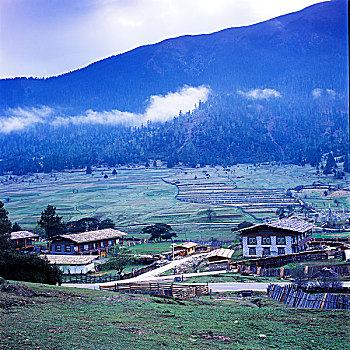 西藏林芝鲁朗牧场