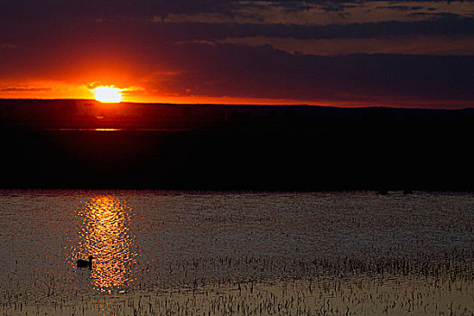 湿地,日出