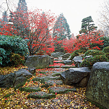 日式庭园,老,植物园