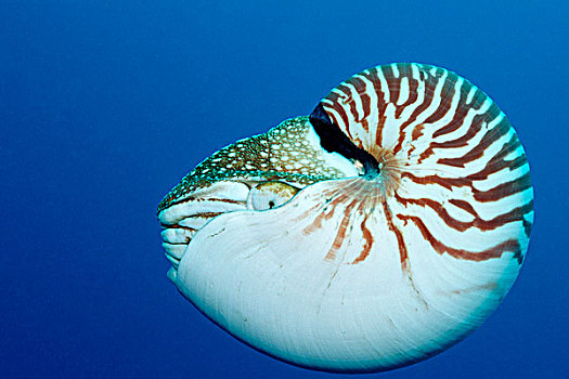 贝劳,鹦鹉螺,密克罗尼西亚,太平洋