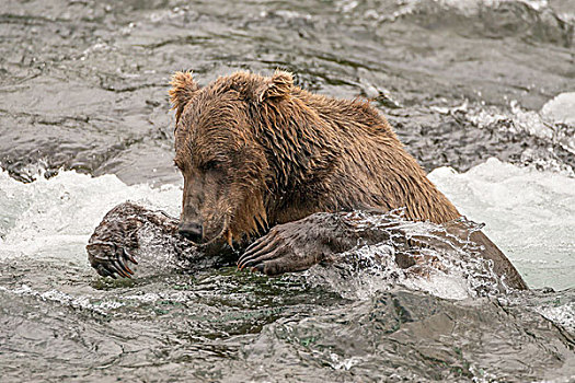 熊,抓住,三文鱼,河