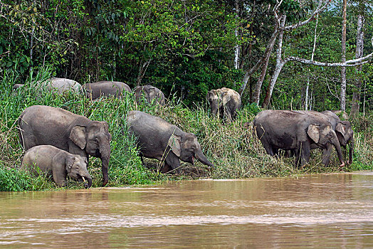 婆罗洲,俾格米人,大象,象属,河,喝,雨林,沙巴,马来西亚,亚洲