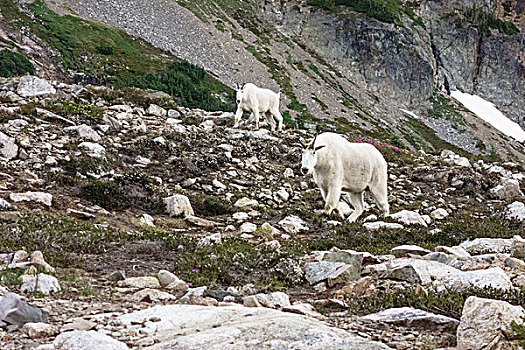 北瀑布国家公园,华盛顿,石山羊,雪羊,靠近,翼,湖