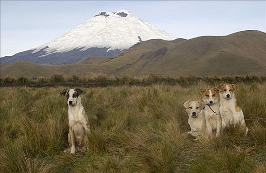 家犬,狗,积雪,背景,安迪斯山脉,厄瓜多尔,南美