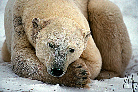北极熊,休息,雪中,丘吉尔市,哈得逊湾,曼尼托巴,加拿大
