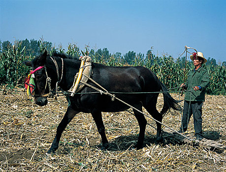 农民正在赶着驴在田里耕田