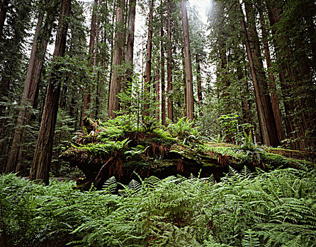 美国,加利福尼亚,洪堡红杉州立公园,沿岸,红杉,北美红杉,蕨类,大幅,尺寸