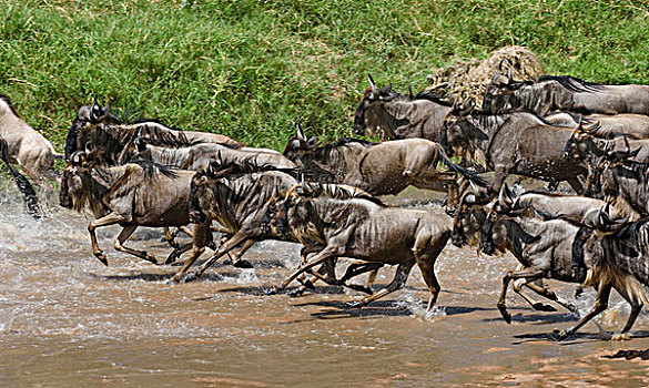 牧群,角马,沙子,河,马赛马拉国家保护区,肯尼亚,非洲