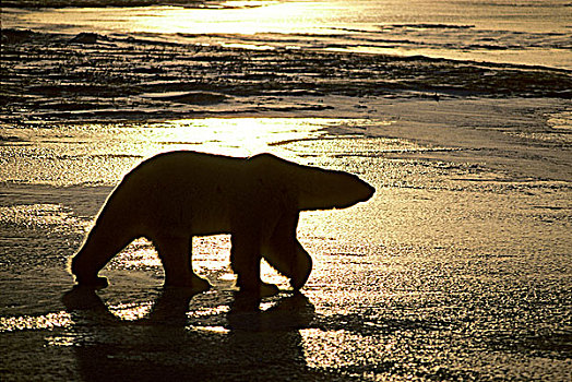 成年,雄性,北极熊