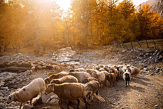 新疆,乡村,小河,秋色,树林,黄叶,羊群