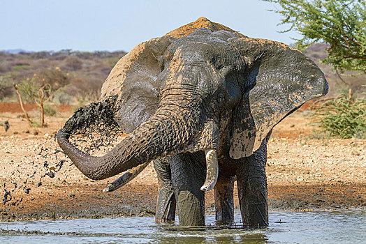 非洲象,水,泥,浴室,水坑,自然保护区,纳米比亚,非洲