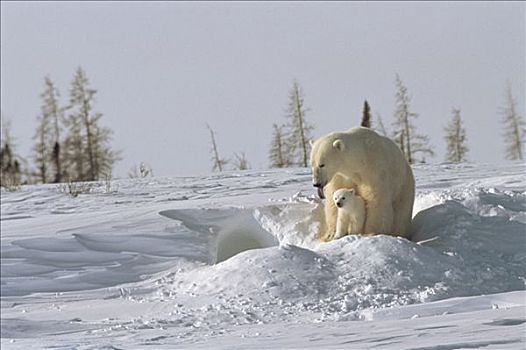 北极熊,母兽,修饰,三个,老,幼兽,瓦普斯克国家公园,曼尼托巴,加拿大