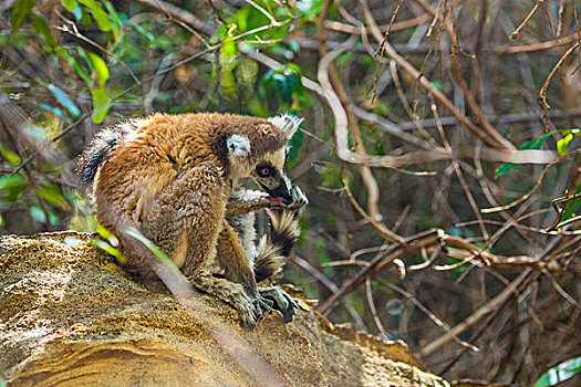 madagascar马达加斯加环尾狐猴和宝宝lemur