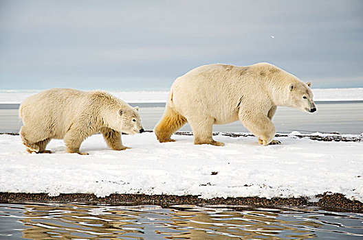 美国,阿拉斯加,北方,斜坡,区域,北极圈,国家野生动植物保护区,北极熊,母熊,幼兽,走,冰冻,向上