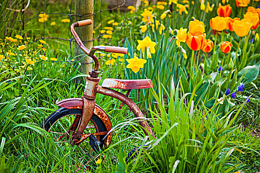 生锈,三轮车,坐,花园,彩色,春花,温哥华岛,不列颠哥伦比亚省,加拿大