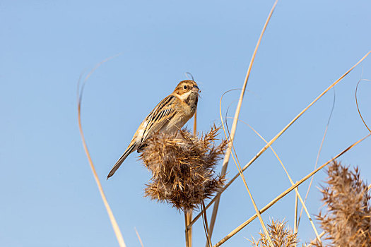 单独活动并觅食于沼泽地芦苇从中的苇鹀鸟