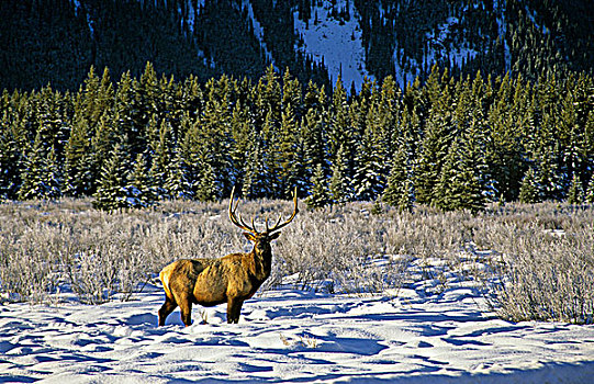 公麋鹿,漂亮,冬天,白天,加拿大