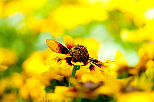 黄色,向日葵,鲜明,夏天