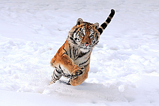 西伯利亚,虎,跳跃,雪,冬天,亚洲