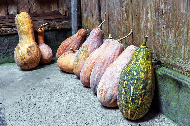 老房子地面放置的长南瓜_高清图片_全景视觉