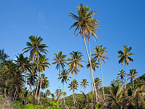 椰树,小树林,椰,拉迪格岛,塞舌尔,非洲,印度洋