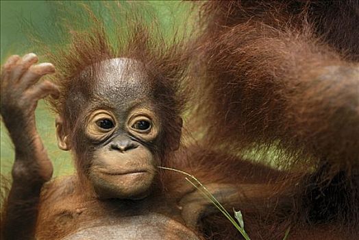 猩猩,黑猩猩,幼仔,檀中埠廷国立公园,印度尼西亚