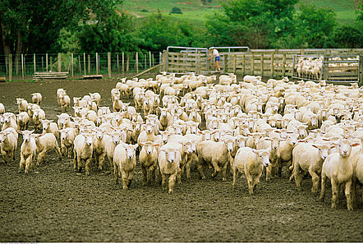 绵羊,畜栏,南岛,新西兰