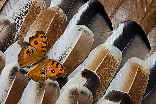 三色堇,蝴蝶,土耳其,羽毛,设计