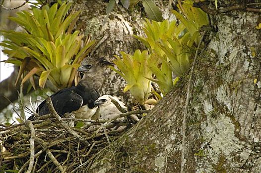 哈比鹰,角雕,母亲,五个,老,幼禽,鸟窝,树,河,排水,亚马逊雨林,厄瓜多尔