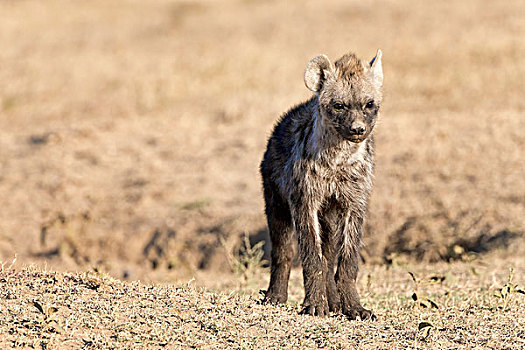 斑鬣狗,幼兽,肯尼亚,非洲