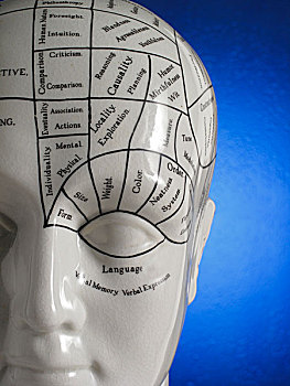 身体,模型,头部,标签,大脑
