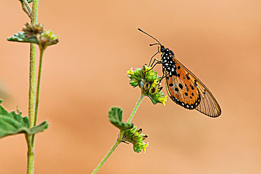 肯尼亚,西察沃国家公园,橙色,蝴蝶,黄花