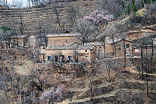 太行山,山村,悬崖,杏花,春天,民居