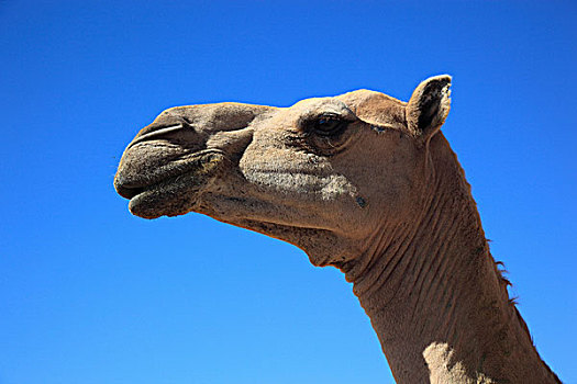 骆驼,单峰骆驼,肖像,阿曼,阿拉伯半岛,中东,亚洲