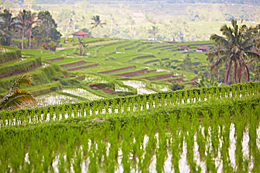 风景,稻田,巴厘岛,印度尼西亚