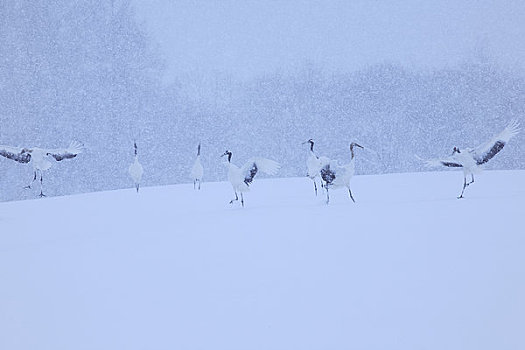 日本,鹤,下雪