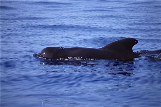 大吻巨头鲸,短肢领航鲸,平面,夏威夷