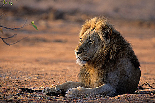 狮子,雄性,克鲁格国家公园,南非