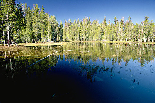 反射,树,湖,优胜美地国家公园,加利福尼亚,美国