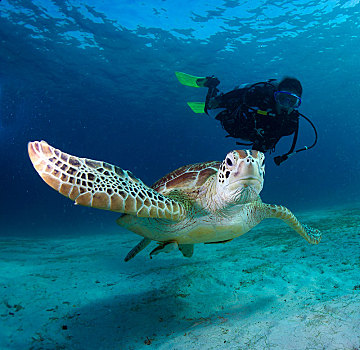 潜水,看,绿海龟,布桑加,菲律宾,亚洲